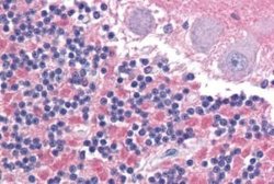 IGSF4D/SynCAM2/CADM2 Antibody, Novus Biologicals 50 μg; Unconjugated:Antibodies,